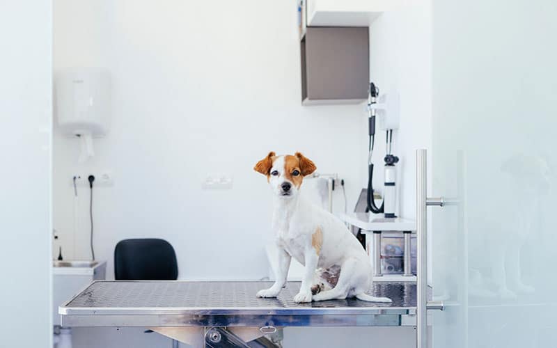 Dog on examination table in veterinarians office | Veterinary clinics